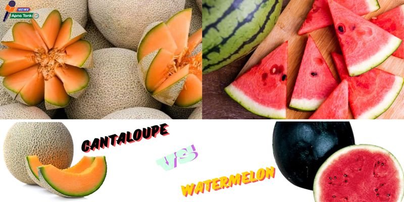 watermelon vs cantaloupe: Watermelon or cantaloupe: which is better for health in summer?